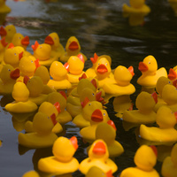 A large flock of bright yellow rubber ducks floats on the canal