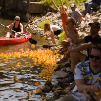 Spectators and a herder in a kayak toss rubber ducks away from the shore.