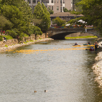 A long shot from the finish line looking back at the line of rubber ducks progressing down the canal, along with a couple real ones.