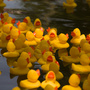 Gallery: Broad Ripple Duck Race